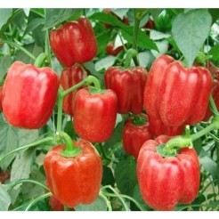 qua ot chili pepper Nahuatl chīlli is the berry-fruit genus Capsicum Solanaceaejpg43f344