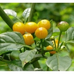 qua ot chili pepper Nahuatl chīlli is the berry-fruit genus Capsicum Solanaceaejpg95e_tn