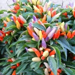 qua ot chili pepper Nahuatl chīlli is the berry-fruit genus Capsicum Solanaceaejpg_hat-giong-ot-ngu-sac-11