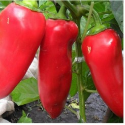 qua ot chili pepper Nahuatl chīlli is the berry-fruit genus Capsicum Solanaceaejpgca09