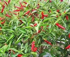 qua ot chili pepper Nahuatl chīlli is the berry-fruit genus Capsicum Solanaceaejpgs